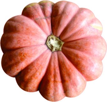 Foto de Abóbora Moranga